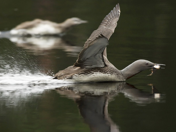 Kaakkuri, Red-throated Diver, Gavia stellata